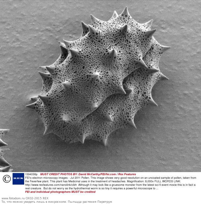 Что посмотреть в микроскоп в домашних условиях