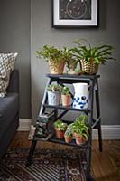 Houseplants on step-ladder shelves