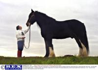 Самая Большая Лошадь В Мире Фото