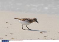 Внутренние Гебридские острова в Атлантическом океа