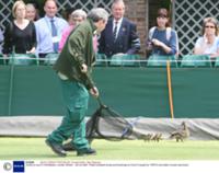 Утка с утятами породы Хаки кэмпбел на теннисном ко