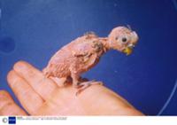 Подборка фотографий 'лысых' животных. На фото - лысый волнистый попуга... :: Изображение R033-5638 :: FOTODOM