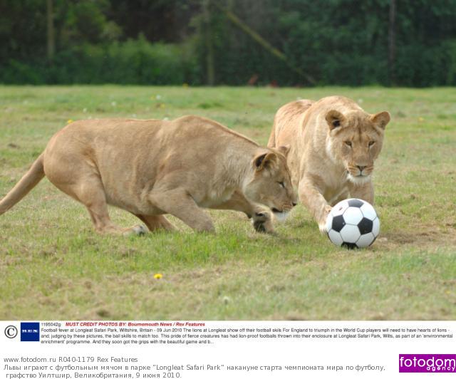 Лев С Мячом Фото - Telegraph
