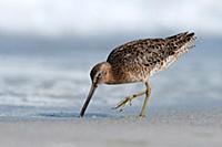 Птица вытаскивает червя из песка. Тампа (Tampa), Ф