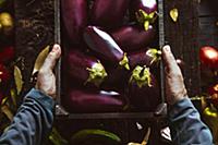 Organic vegetables - Farmers Hands with Freshly Ha