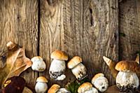 Autumn Cep Mushrooms on wood