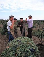 Сельское хозяйство и сельская жизнь Чечено-Ингушск