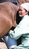 Монголия: Сельское хозяйство, животноводство.  198