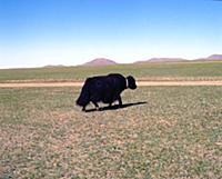 Монголия: Сельское хозяйство, животноводство.  198